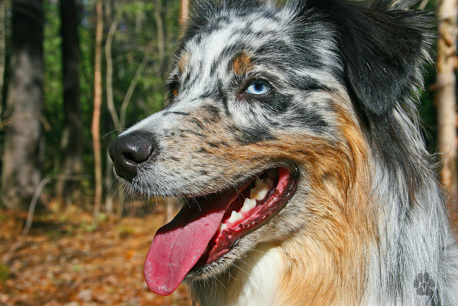 BREA AUSSIE