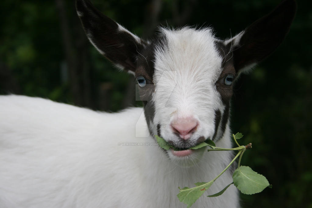 Goaty Henry Apple Treats