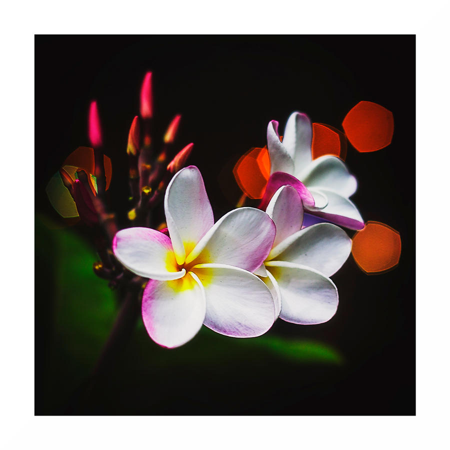 Frangipani