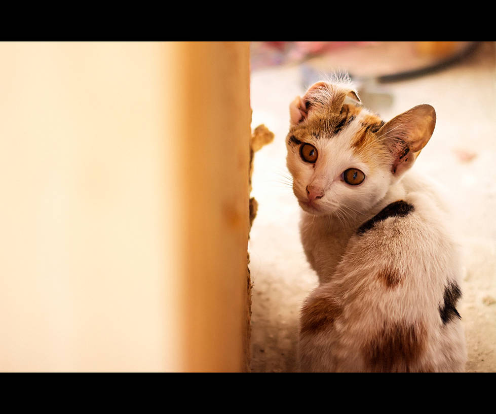 Urban Cats - 58 by MARX77 Urban Cats - 58 by MARX77