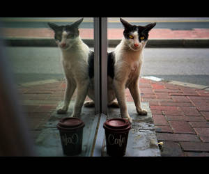 Urban Cats - 84