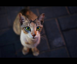 Urban Cats - 123 by MARX77 Urban Cats - 123 by MARX77