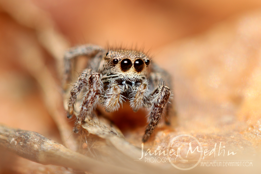 jumping spider 38