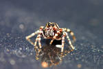 jumping spider 53 by JamesMedlin