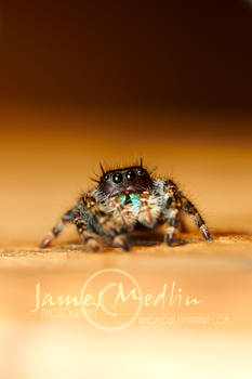 jumping spider 63