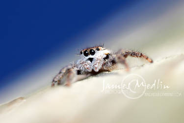 jumping spider 64