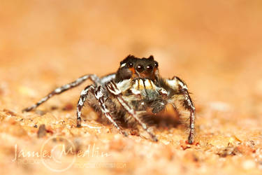 Jumping Spider 68