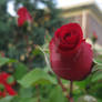 Red rosebud