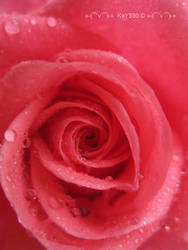 The heart of the Rose