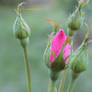 Rosebud