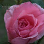 Pink rose