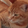 Red cat (Jhonny)