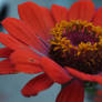 Orange Flowers