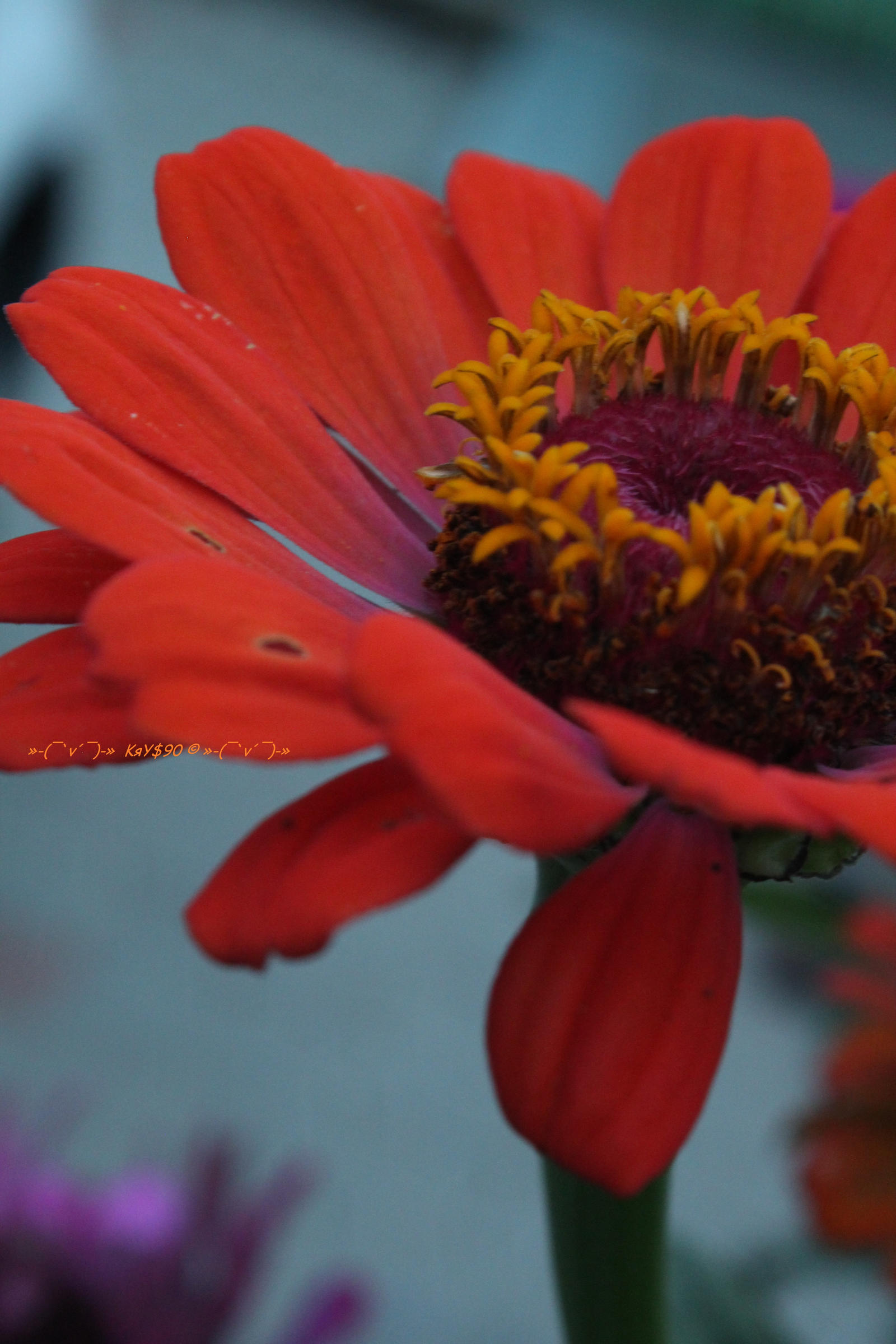 Orange Flowers