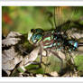 Mosaic Darner