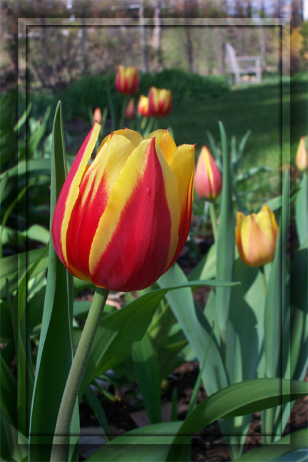 Flamed Tulip -- Red Yellow 1