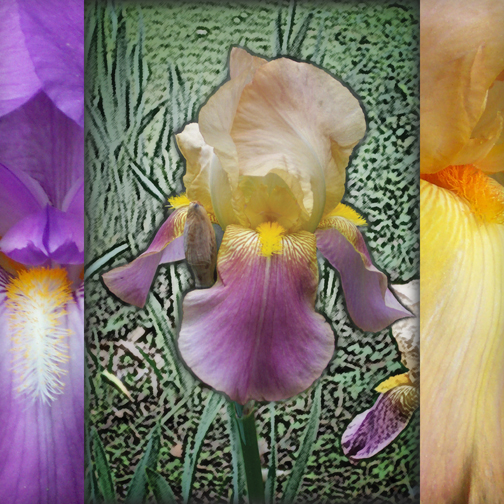 Iris Abstract