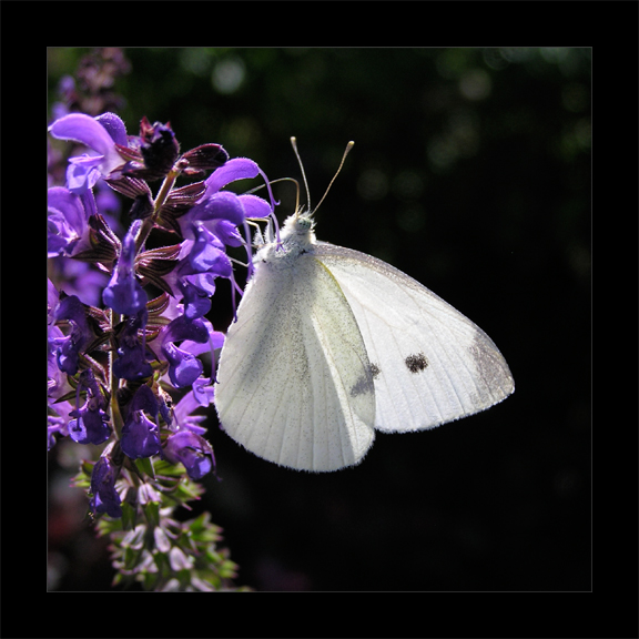 Glowy White Butterfly