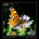 Hoary Comma and Aster