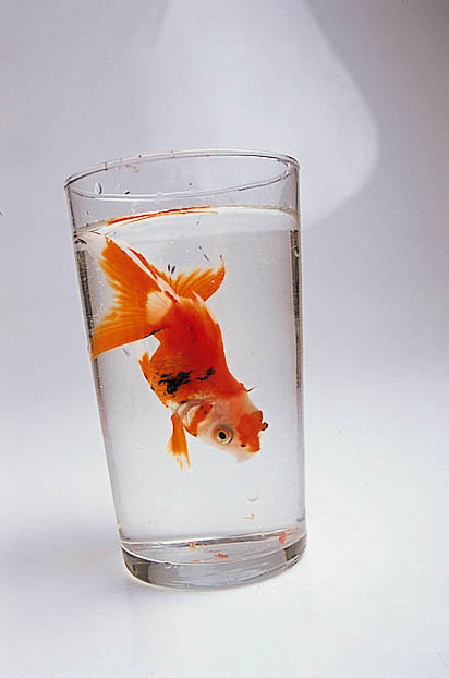 Fish in glass