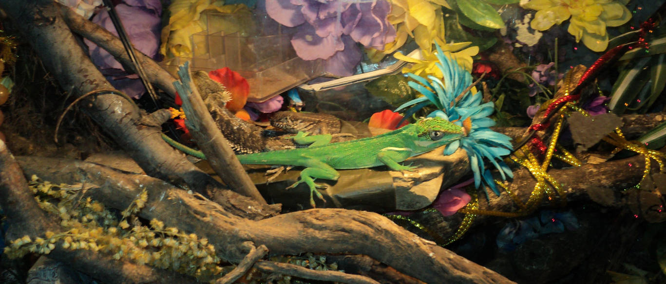 Lizard PArty by darkriddle1 on DeviantArt