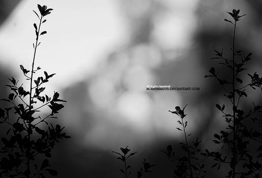 Nature in black and white