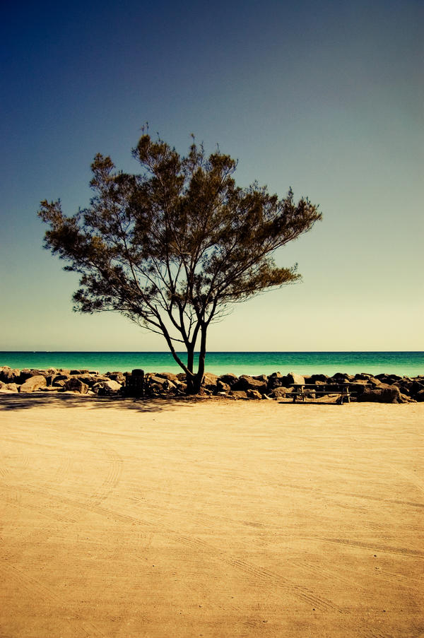 Tree at the jetties.