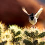 Black Throated Desert Sparrow