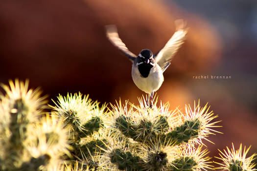 Black Throated Desert Sparrow