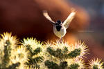 Black Throated Desert Sparrow by FirenzeLotus22