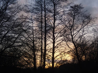 Sunset Behind the Trees