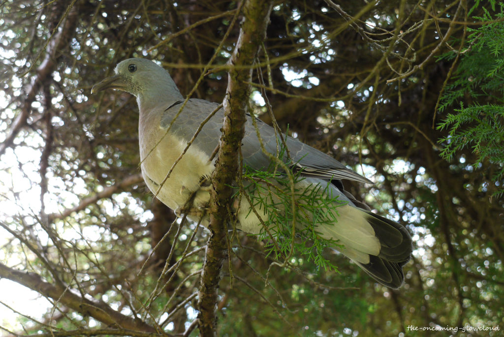 Ring-Necked Dove