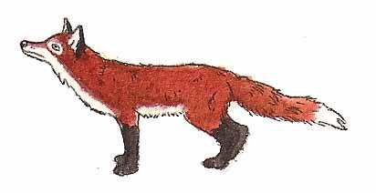 Red Fox by brazilianferalcat on DeviantArt