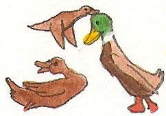 Duck Riding Deviantart Ducks by brazilianferalcat on DeviantArt