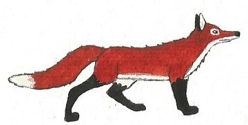 Red Fox