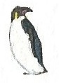 Emperor penguin