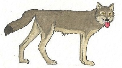 Gray Wolf