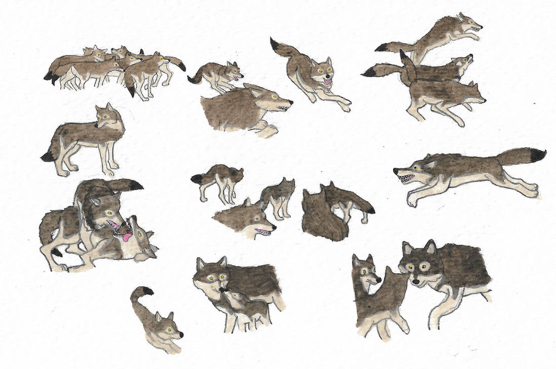 Wolves by brazilianferalcat on DeviantArt