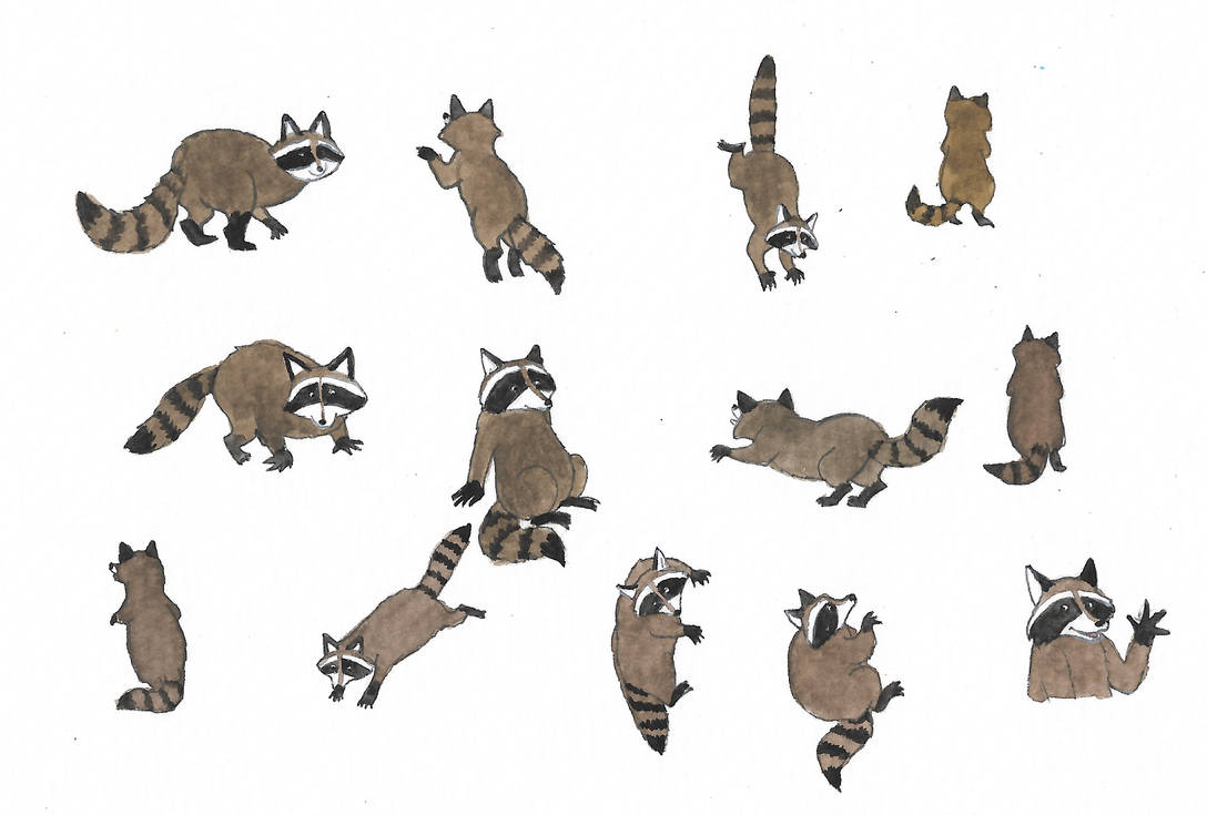 Raccoons by brazilianferalcat on DeviantArt
