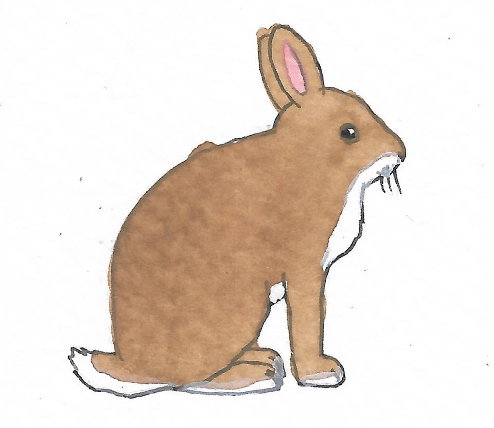 Rabbit by brazilianferalcat on DeviantArt