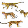 Leopards