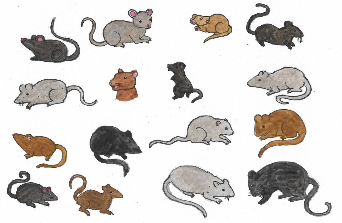 30 Rats Rats by brazilianferalcat on DeviantArt