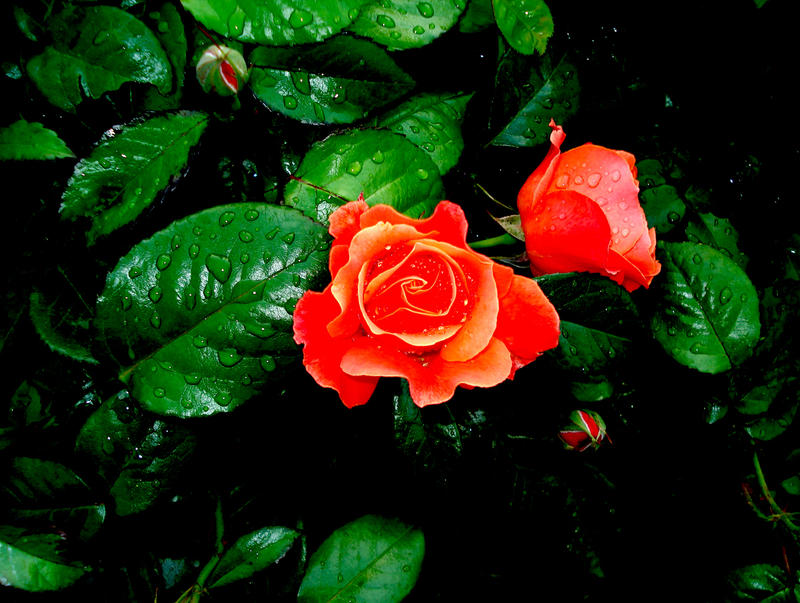 Rose 2 by lemonith on DeviantArt