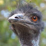 EMU