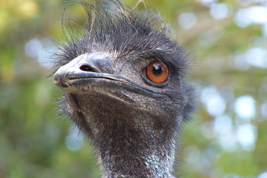 EMU