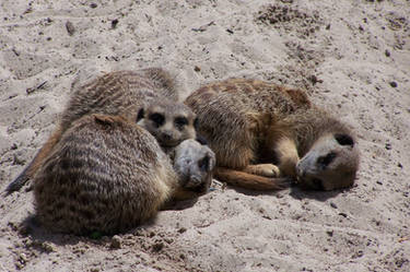 Meerkats