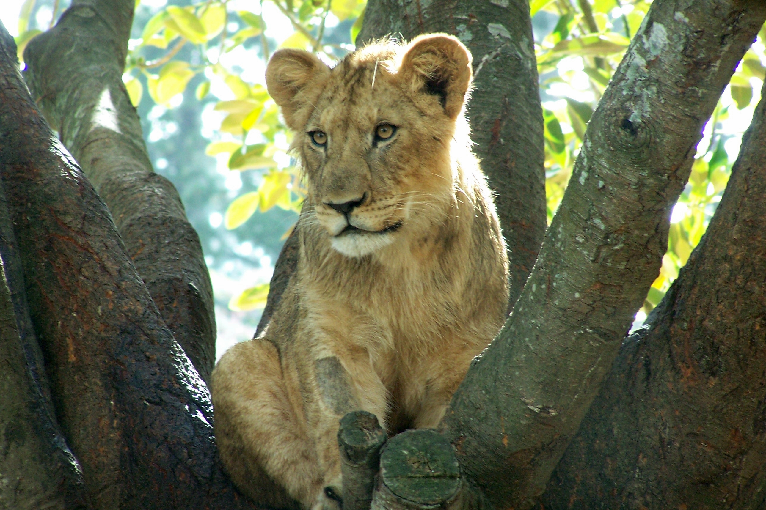 Lion Cub