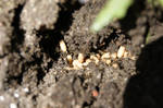 Ants in our garden