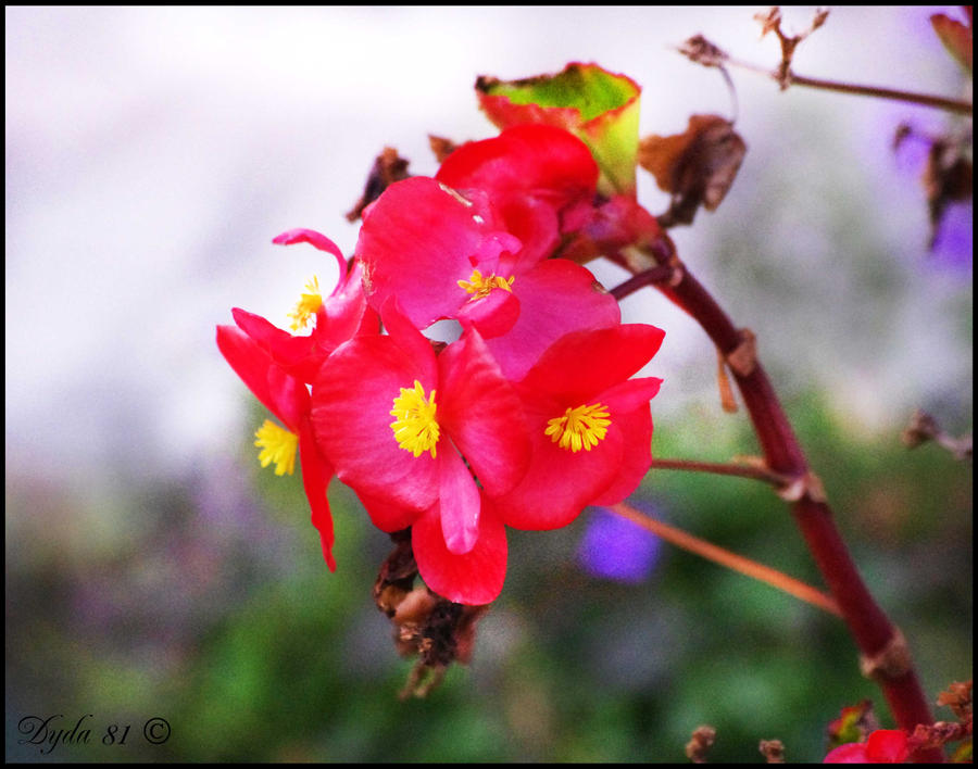 flowers... red