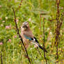 Garrulus glandarius